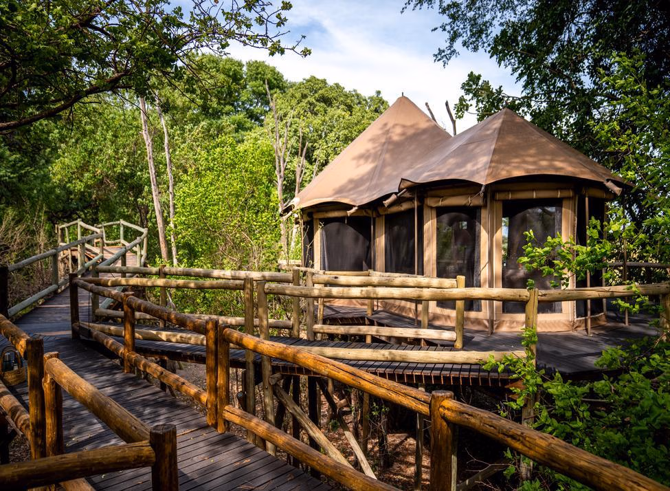 A tented suite with brown canvas roof is set in the treetops, with access to a raised wooden walkway.