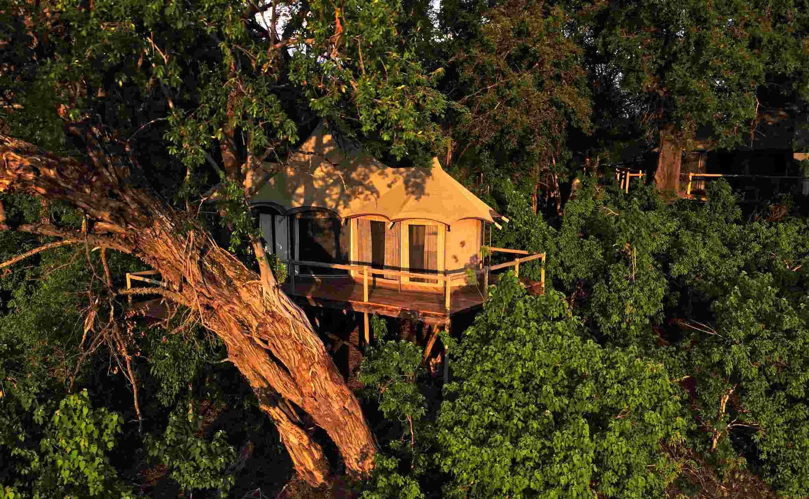 A tented suite stands on stilts in the treetops, completely surrounded by dense greenery.