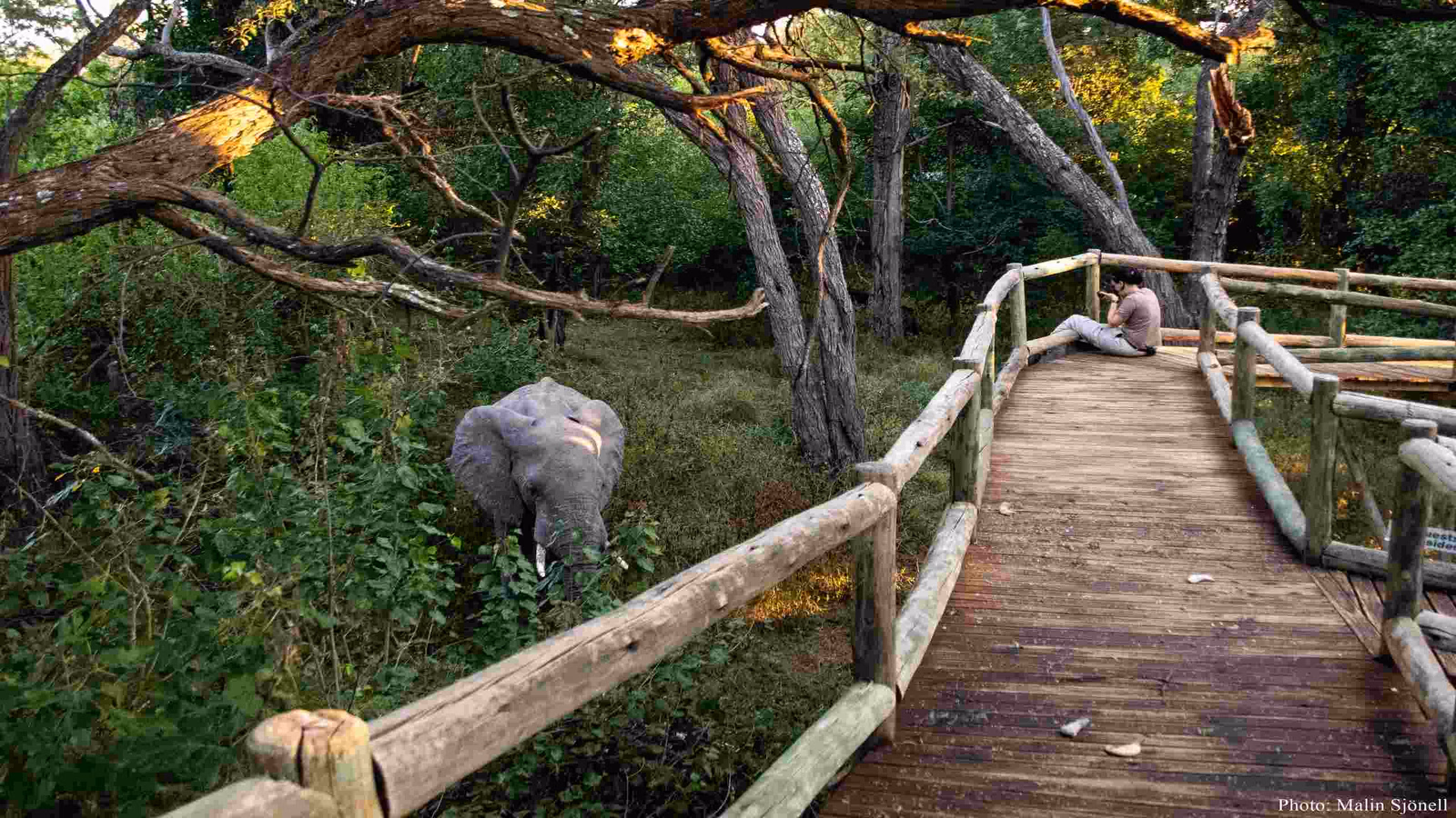 A person sits on the side of a raised wooden walkway surrounded by trees, with an elephant grazing on leaves nearby