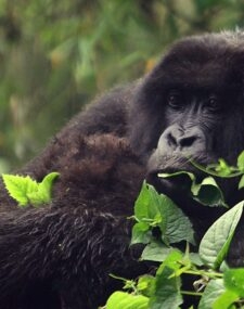 Complete Safari and Gorilla Adventure in Rwanda