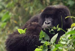 Complete Safari and Gorilla Adventure in Rwanda