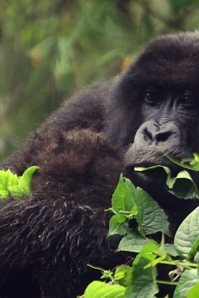 Complete Safari and Gorilla Adventure in Rwanda