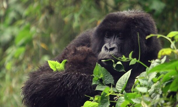 Complete Safari and Gorilla Adventure in Rwanda