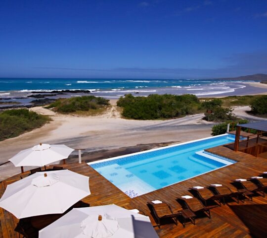 iguana-crossing-isabela-island-galapagos
