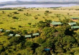 Three Trees at Spioenkop