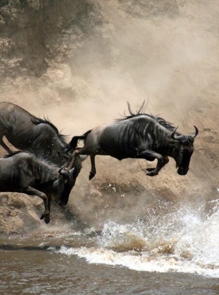 Our Guide to the Great Migration in Kenya