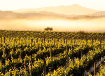 Wine Region thumbnail