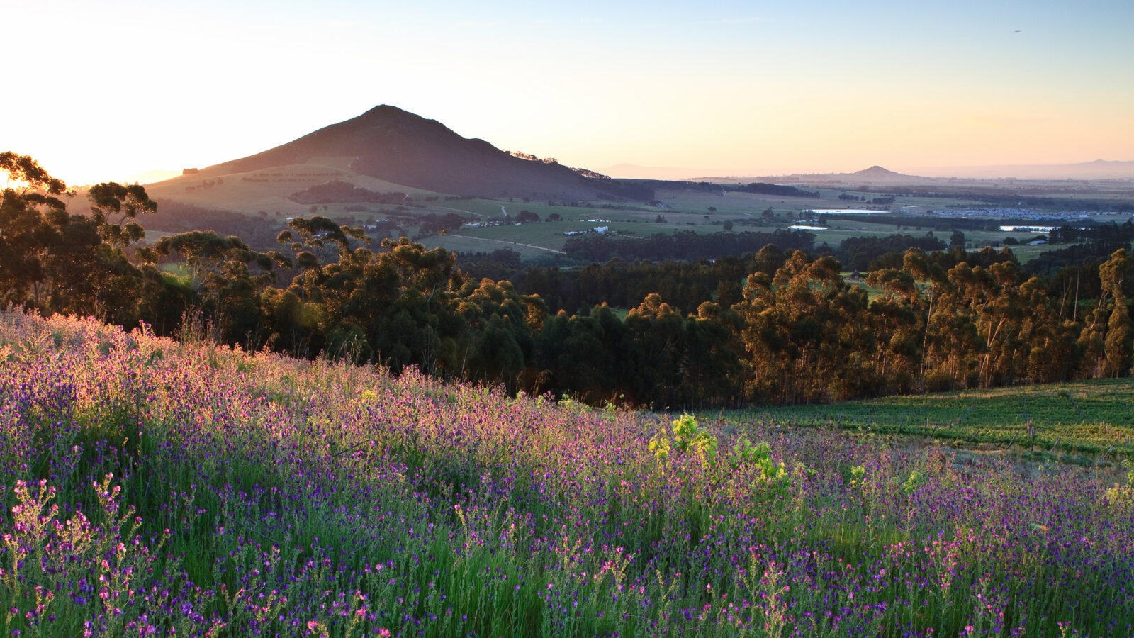 Purple wildflowers and lush green vineyards of the WInelands, South Africa, at sunset