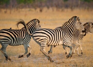 Hwange National Park thumbnail