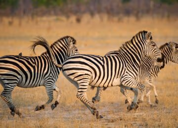 Hwange National Park thumbnail