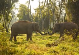 Active Family Vacation to Thailand