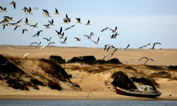 Flock of birds in flight over a coastal landscape with sand dunes and a beached boat.