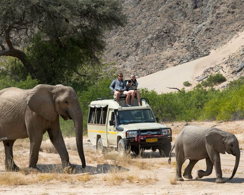 A safari vehicle stops to watch a pair of elephants cross the road in Hoanib Skeleton Coast.