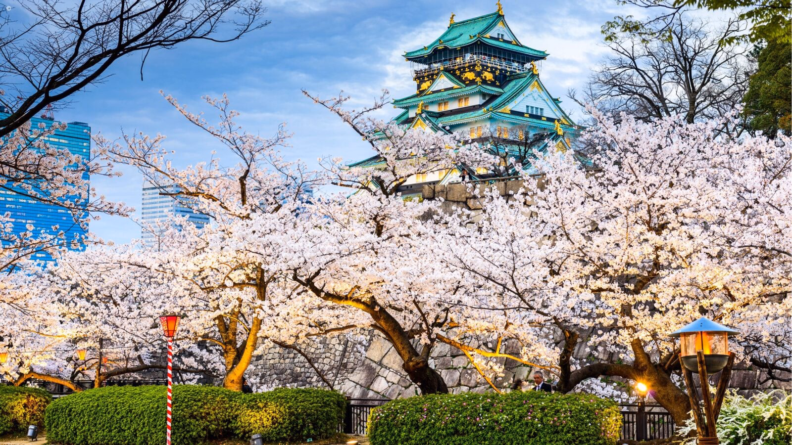 The historic Osaka Castle stands tall behind a foreground of blooming pink cherry blossoms during Asia honeymoons.