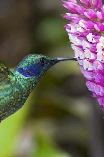 Community and Conservation in Costa Rica