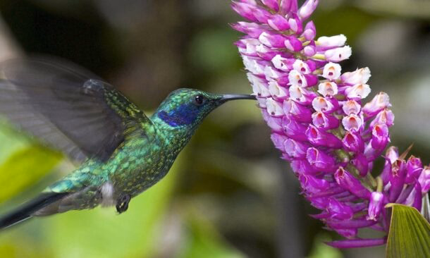 Community and Conservation in Costa Rica