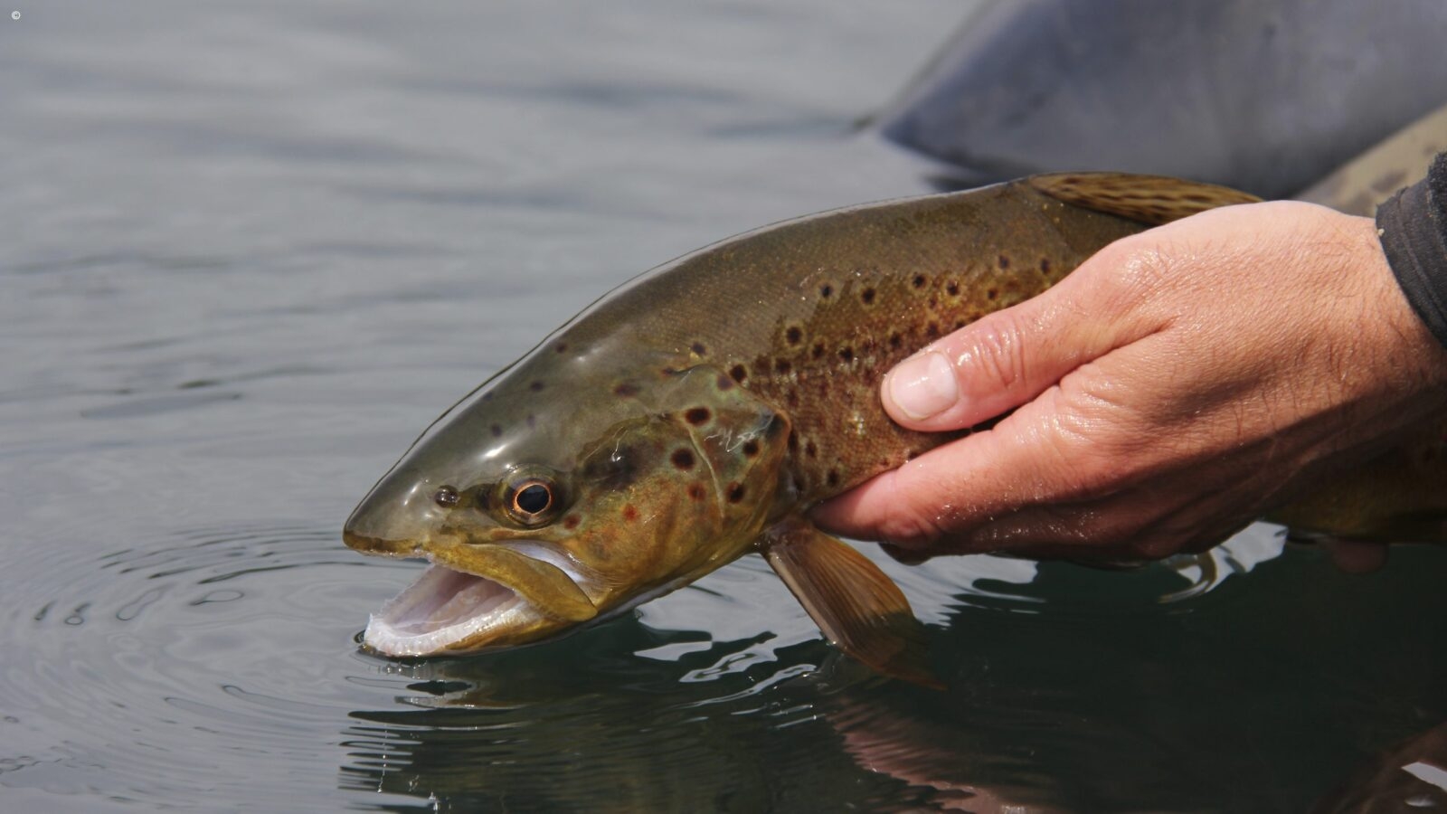 A man holding a green spotted fish above still water