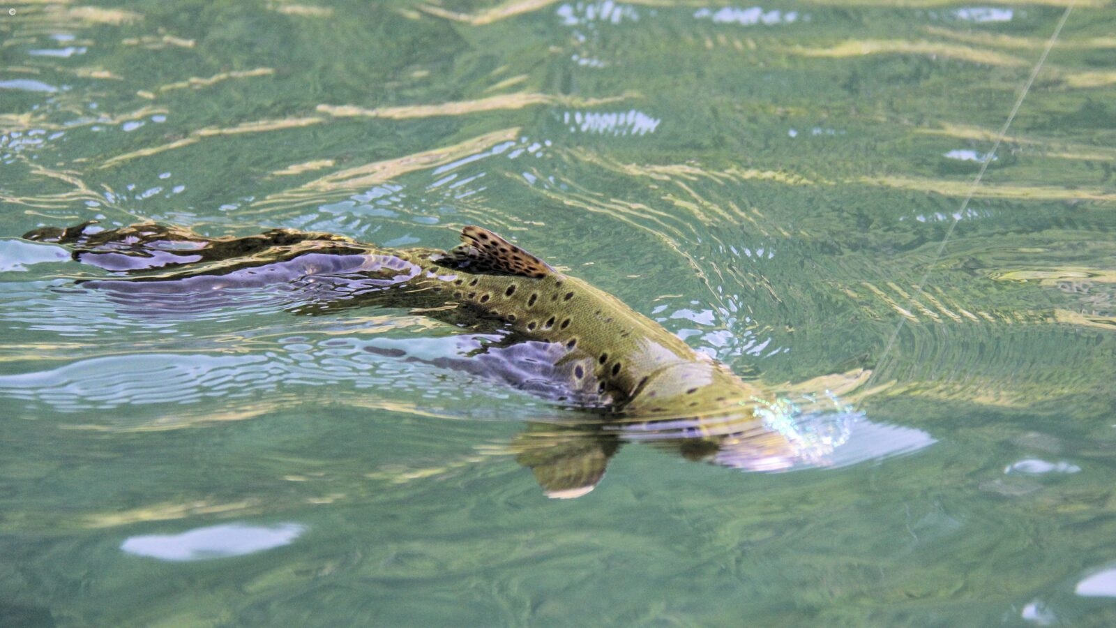 A large spotted fish on a fishing line in clear water