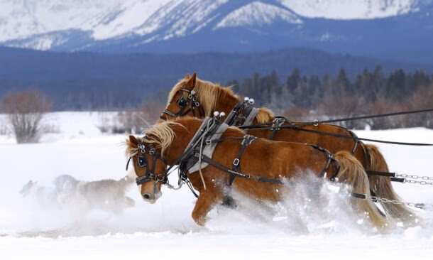 Two brown horses pulling a sleigh through thick white snow with snowy mountains in the background.
