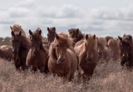 An Epic Icelandic Summer Adventure