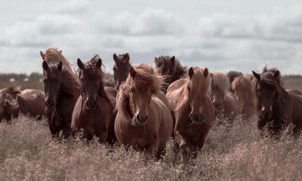 An Epic Icelandic Summer Adventure