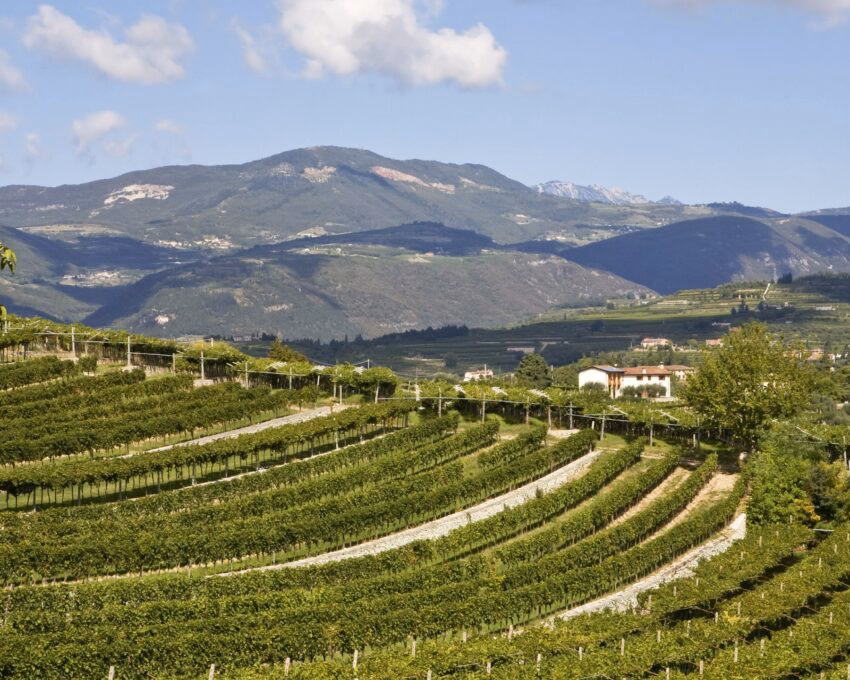 A lush and hilly image of the region famous for its wine production