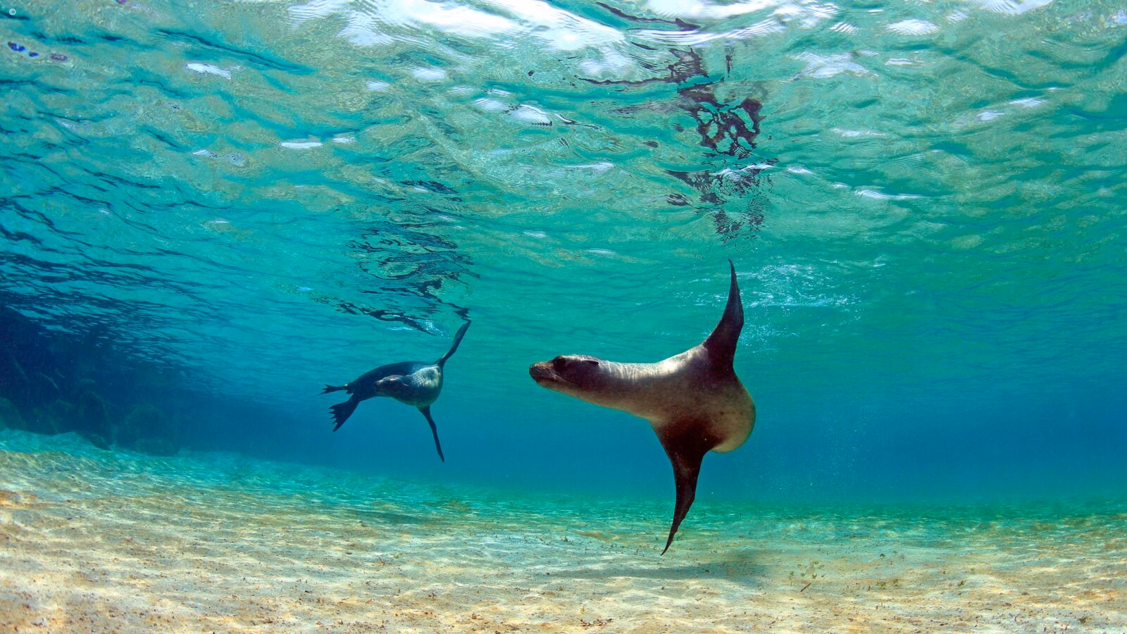 Sea lions swimming in clear turquoise ocean water on luxury Latin America honeymoon vacations.