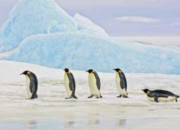 Antarctica thumbnail