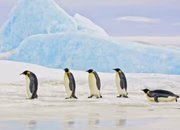 Antarctica thumbnail