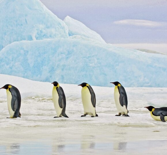 Antarctica
