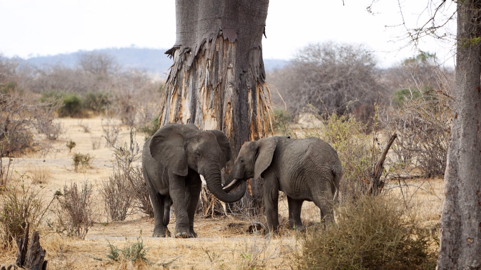 Two African elephant with their trunks entwined in front of a large tree in Ruaha National Park, Tanzania