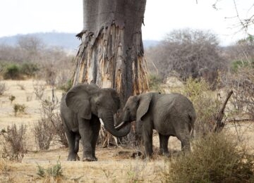 Ruaha National Park thumbnail