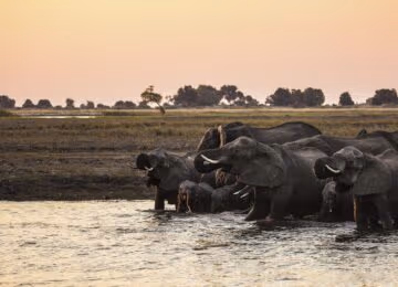 Chobe and Savuti thumbnail
