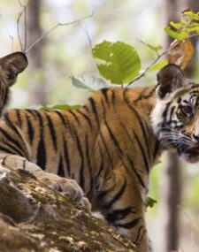 Tigers, Temples and the Taj