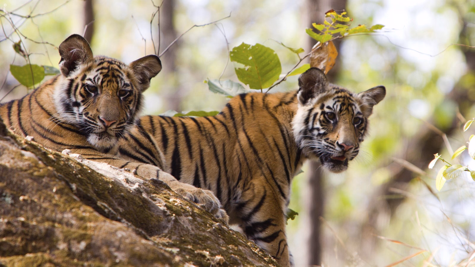 Two young tigers on a tree trunk