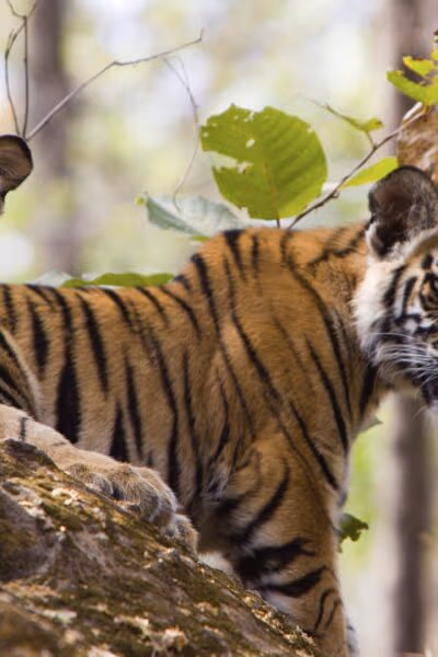 Tigers, Temples and the Taj