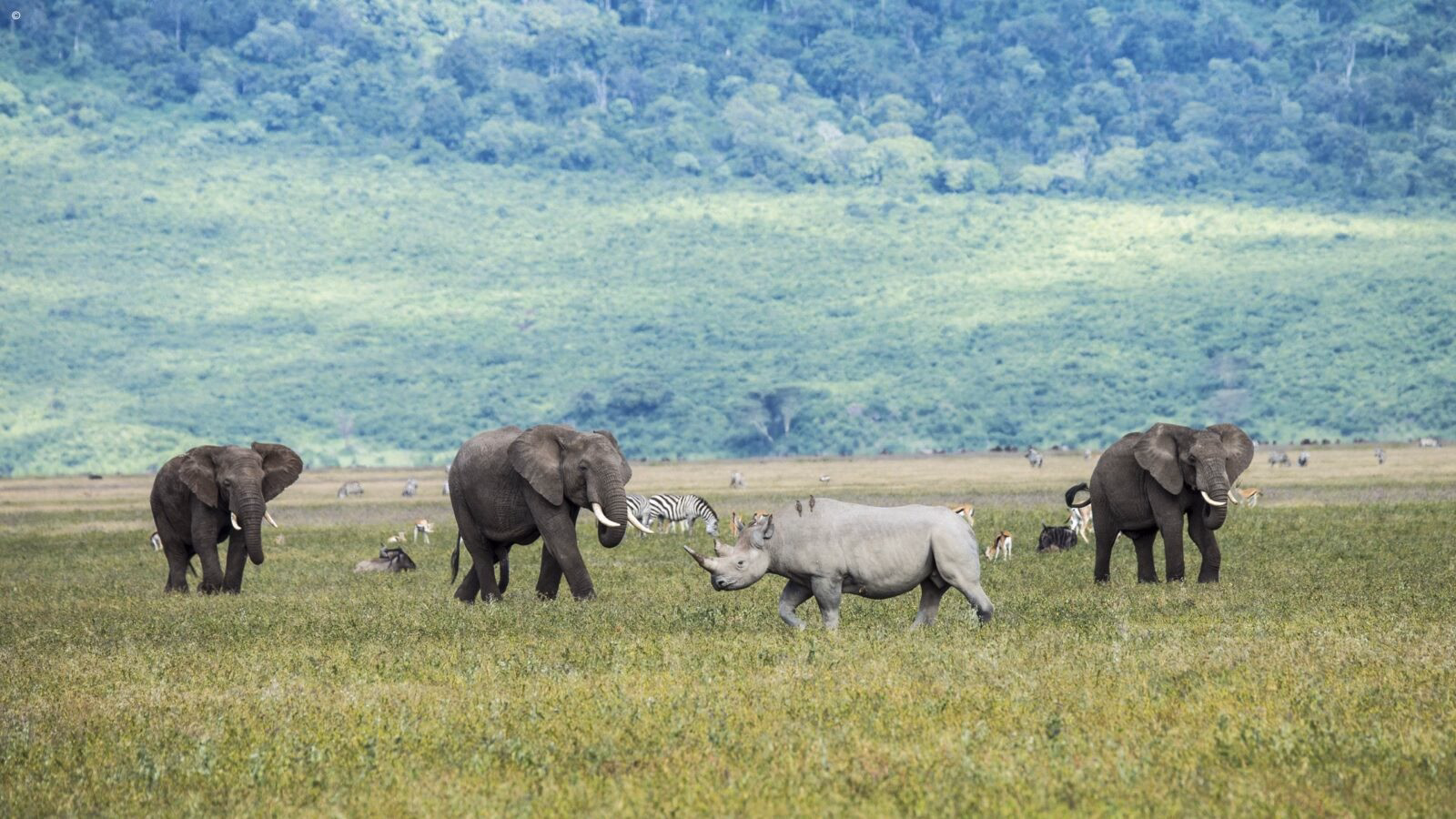wo elephants and a rhinoceros walk through grassy plains on a luxury Ngorongoro Crater safari.