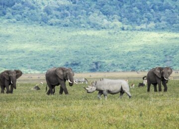 Ngorongoro Crater thumbnail