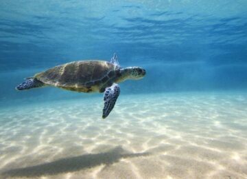 Fernando de Noronha thumbnail