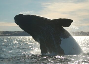 Peninsula Valdes thumbnail