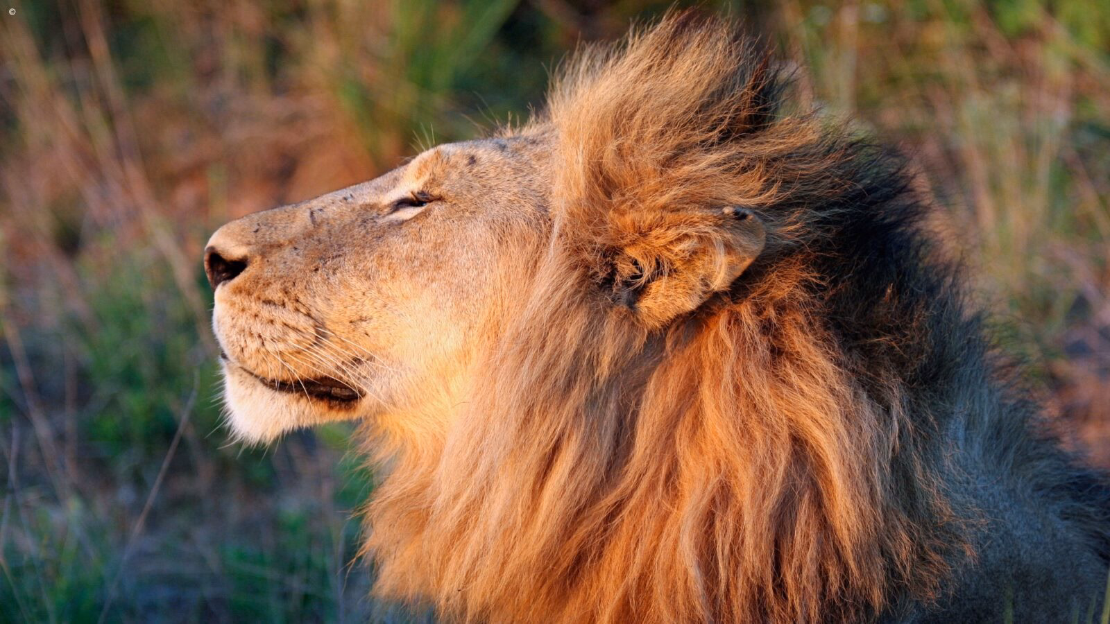 A close-up side profile of a male lion's head, showing its thick, golden-brown mane in warm light.