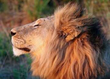 The Kruger thumbnail