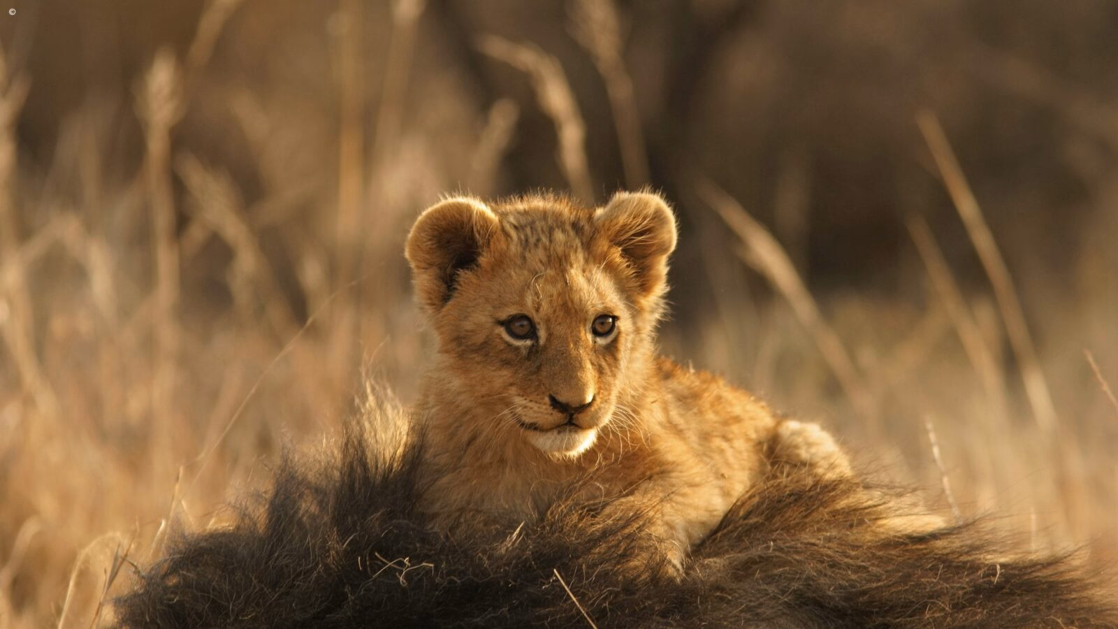 Close-up of a young lion cub resting in tall grass during luxury Kruger tours.
