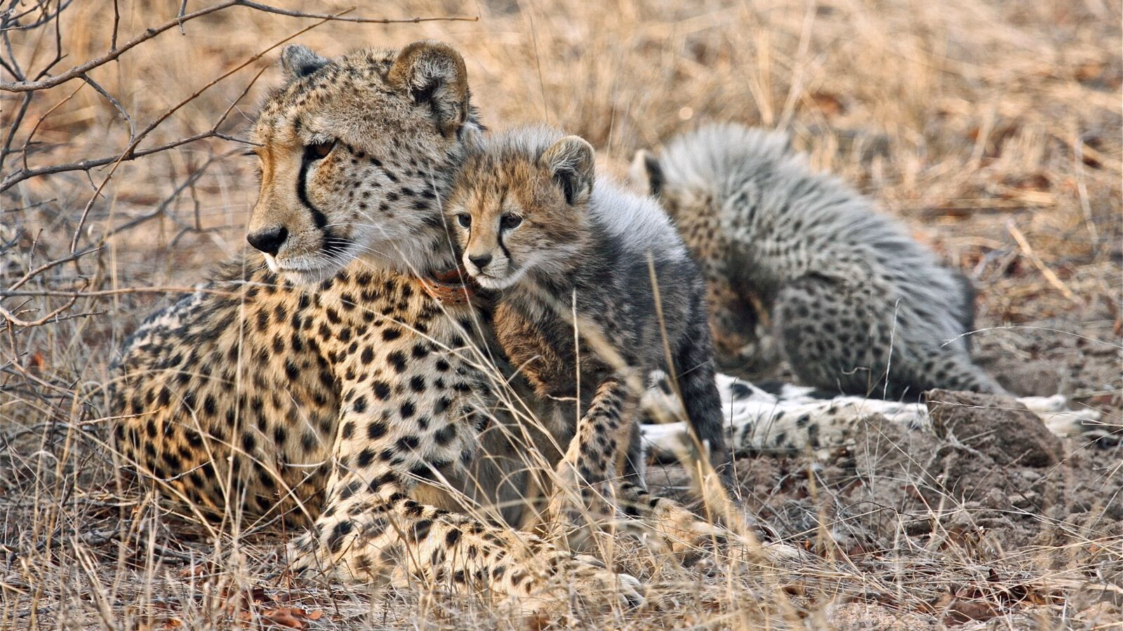 A female cheetah and her two cubs resting in dry grass on luxury Kruger vacations.
