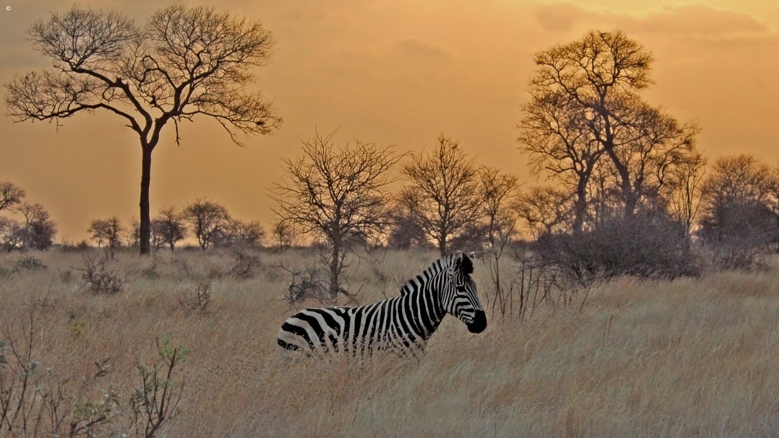 Silhouette of a zebra standing in a field at sunset during luxury Kruger tours.