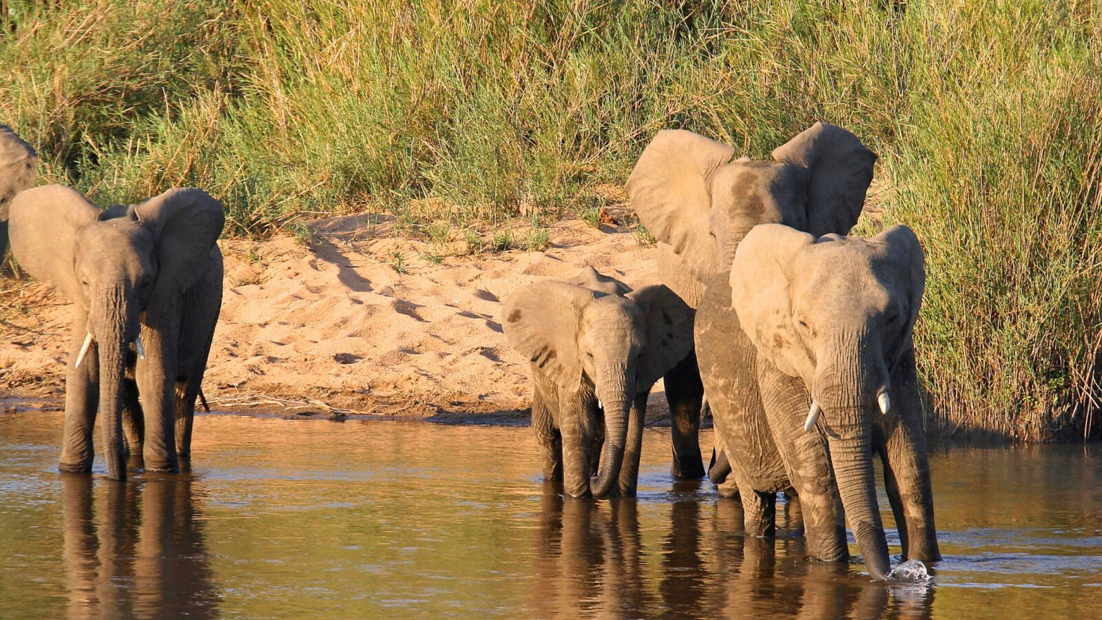 A herd of African elephants drinking and walking through a river on luxury Kruger trips.