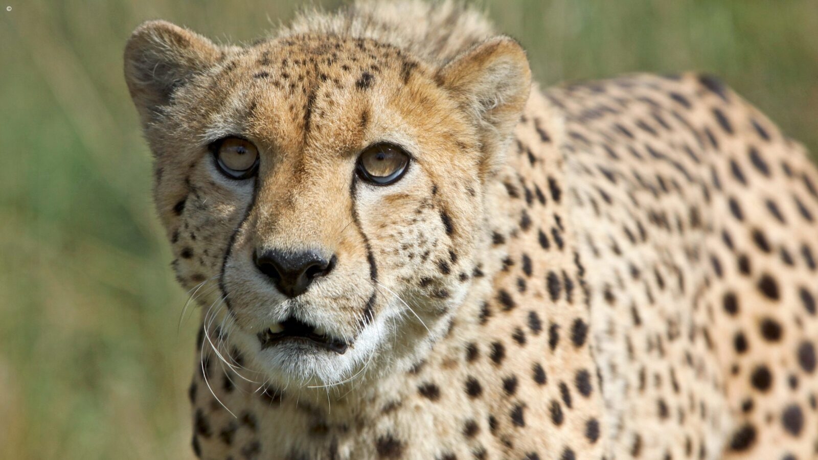 Intense close-up portrait of a cheetah looking directly at the camera on luxury Kruger safaris.