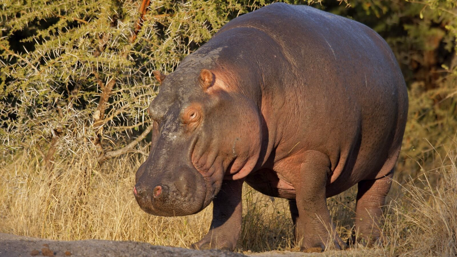 A large hippopotamus standing on dry ground near bushes during luxury Kruger trips.