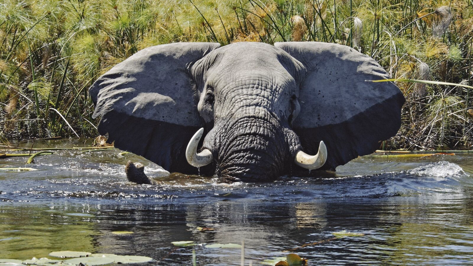 An elephant submerged in water with ears flared during luxury Okavango Delta safaris.
