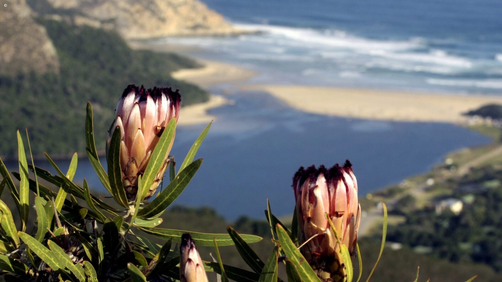 Close-up of pink protea flowers overlooking a coastal lagoon during luxury garden route tours.